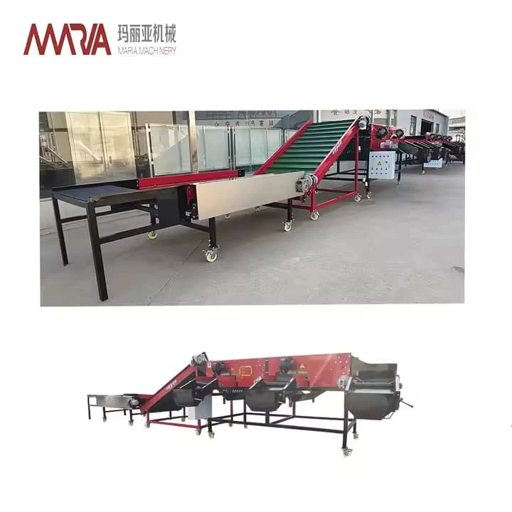 Vegetable Fruit Sorting Machine Potato Tomato Garlic Chili Pepper Onion Carrot Cucumber Mushroom Grading Machine